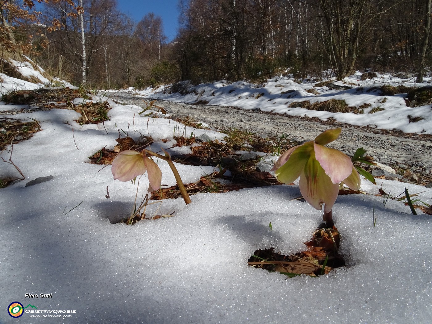 16 Gli ellebori baciati dal sole si stanno scrollando di dosso la neve aprilina.JPG